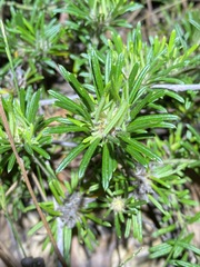 Pultenaea petiolaris