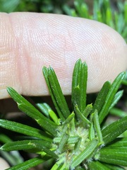 Pultenaea petiolaris