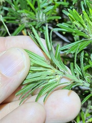 Pultenaea petiolaris