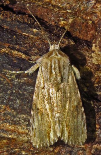 Southern Armyworm Moth photo 4