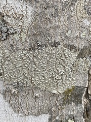 Pertusaria subpertusa