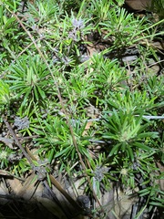 Pultenaea petiolaris