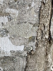 Pertusaria subpertusa