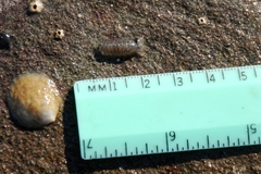 Cirolana harfordi