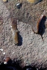 Cirolana harfordi