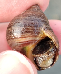 Littorina littorea