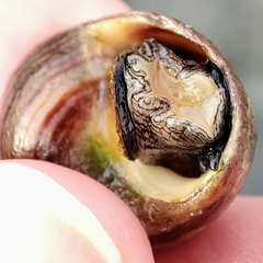 Littorina littorea