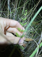 Cheilanthes sieberi sieberi