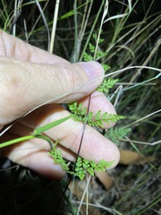 Cheilanthes sieberi sieberi