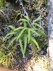 Sticherus squamulosus