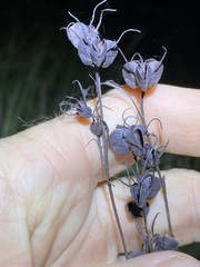 Haemodorum austroqueenslandicum