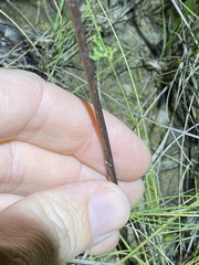 Haemodorum austroqueenslandicum