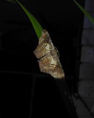 Hyposidra incomptaria