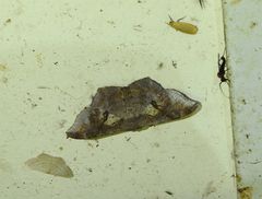 Hyposidra incomptaria