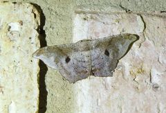 Hyposidra incomptaria