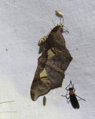 Hyposidra incomptaria