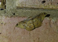 Hyposidra incomptaria