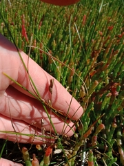 Juncus revolutus