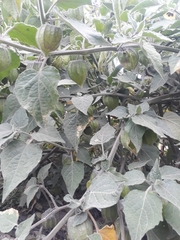 Physalis peruviana