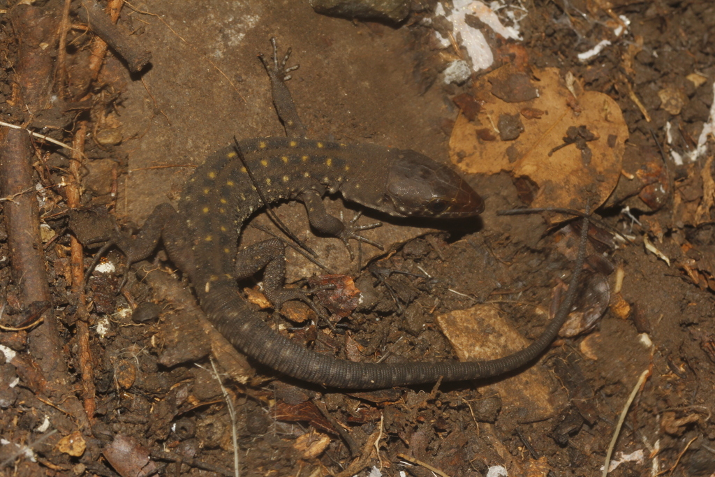 Cave Tropical Night Lizard