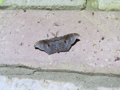 Hyposidra incomptaria