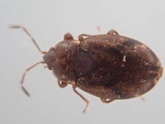 Nothochromus maoricus
