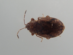 Nothochromus maoricus