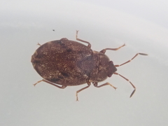 Nothochromus maoricus