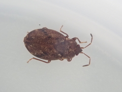 Nothochromus maoricus