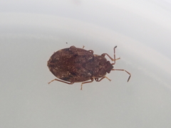 Nothochromus maoricus