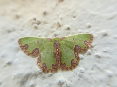 Synchlora xysteraria