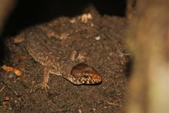 Lepidophyma micropholis
