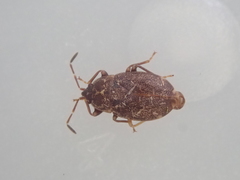 Nothochromus maoricus