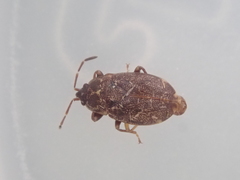 Nothochromus maoricus