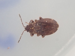 Nothochromus maoricus