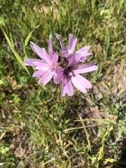 Sidalcea diploscypha
