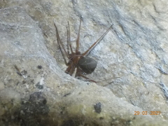 Loxosceles yucatana