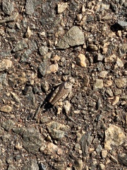 Qualetta maculata
