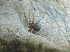 Loxosceles yucatana