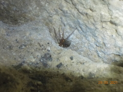 Loxosceles yucatana