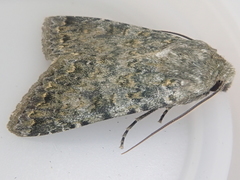 Ichneutica virescens