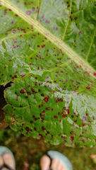 Ramularia rubella image