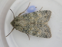 Ichneutica virescens