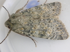 Ichneutica virescens