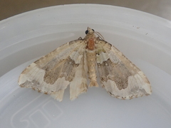 Hydriomena purpurifera