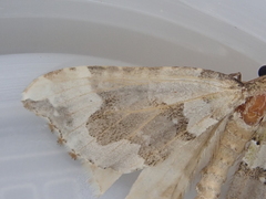 Hydriomena purpurifera