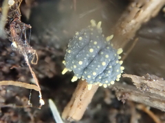 Holacanthella paucispinosa