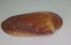 Barbatia domingensis
