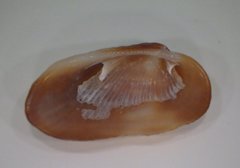 Barbatia domingensis