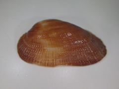 Barbatia domingensis